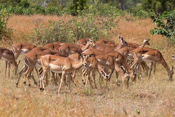 impala herde - kruger national park panoramic gazelle impala photos et images de collection