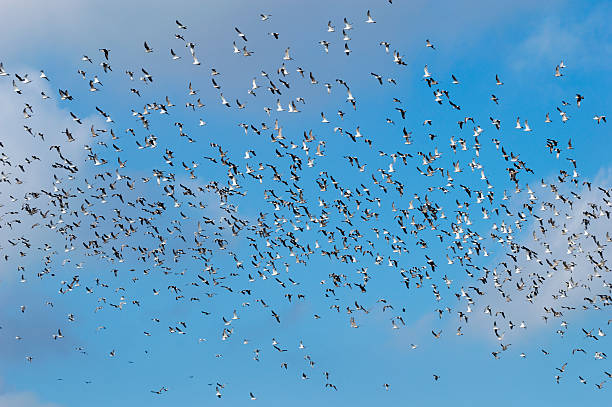 istock flock of seagulls 465370452