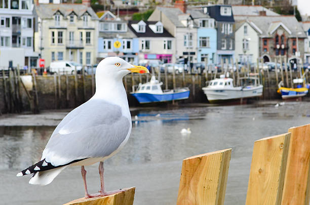 istock Seagull in a typically British seaside town setting 465372994