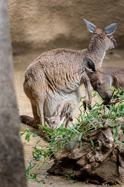istock Kangaroo and her pocketed Joey 465373846