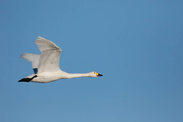 istock Bewicks swan, Cygnus bewickii 465373992
