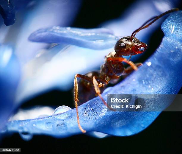 Ant Macro Stock Photo - Download Image Now - 2015, Ant, Blue
