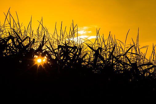 Corn field in the sun glow, silhouette