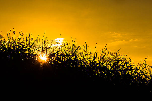 Free Stock Photo of Sunset Over Tall Grass Field | Download Free Images ...