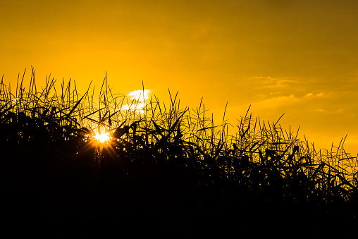 Corn field in the sun glow, silhouette