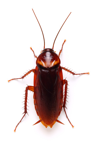 Cockroach isolated on white background, top view.