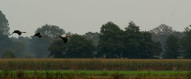 istock Group of Eurasian cranes 465377118