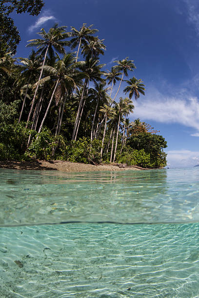 istock Coconut Palms, Beach, and Water 465377258