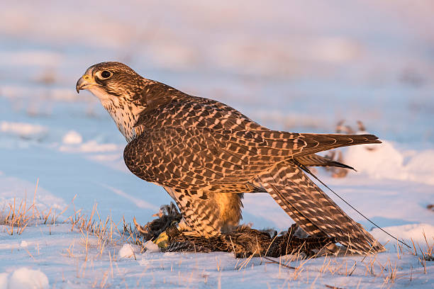 istock Hybrid Falcon on Pheasant 465377288