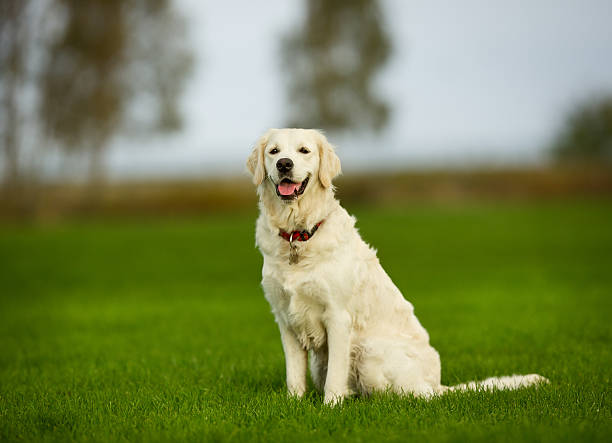 istock Golden retriever dog on sunny day 465377518