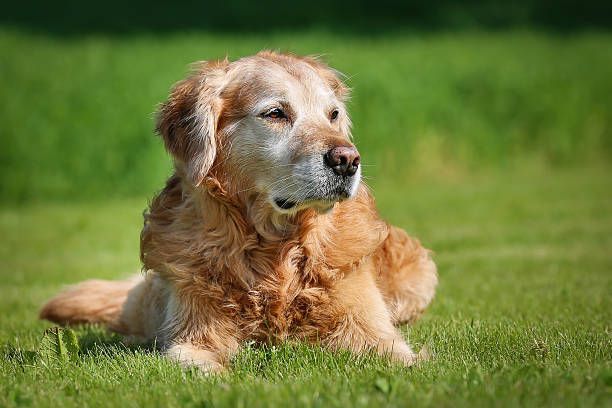 Golden retriever dog