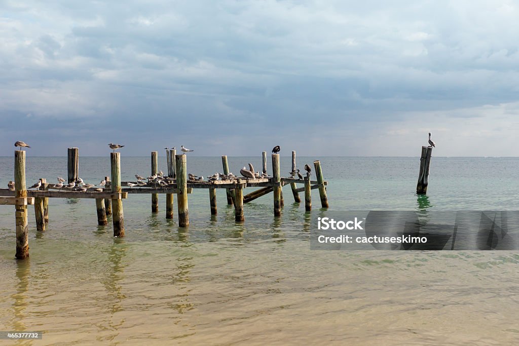 Birds on Ocean Pier in Mexico Several seabirds and a solitary Pelican soak up the sun on an ocean pier on a beach in Mexico. 2015 Stock Photo