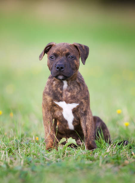 istock Staffordshire Bull Terrier Puppy 465377782