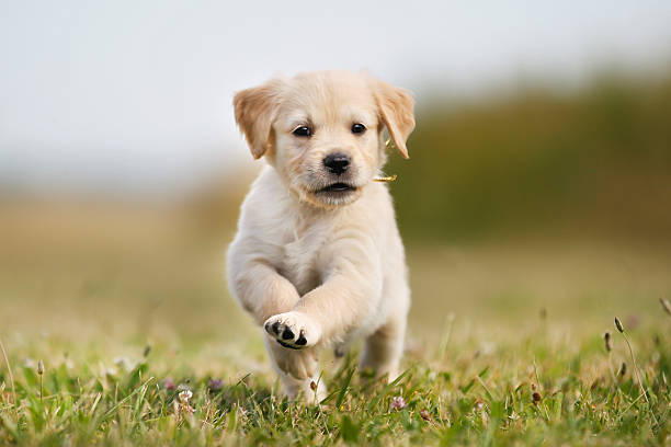 ジャンプのゴールドレトリバー子犬 - 子犬 ストックフォトと画像