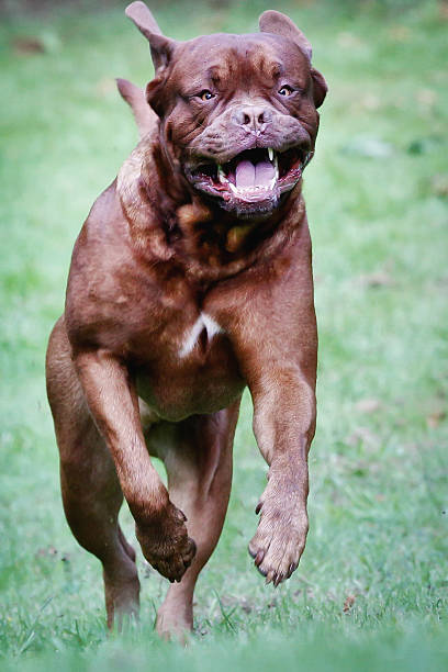 istock Running french mastiff dog 465377794
