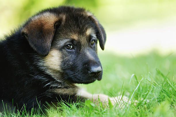 istock Face of german shepherd puppy 465377796