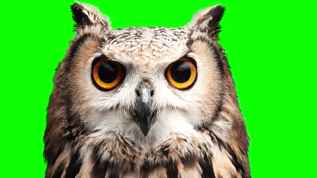 Owl on chromakey screen