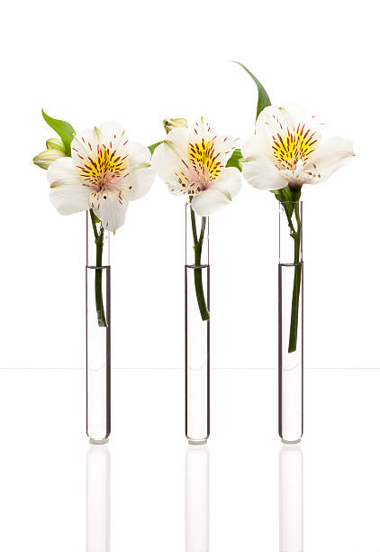 istock White flowers in test-tubes 465380878