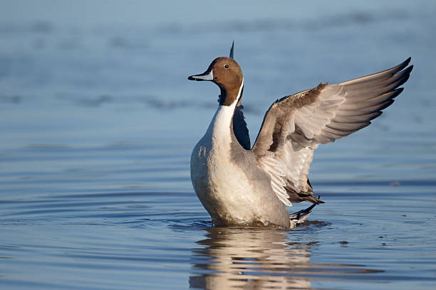 istock Northern pintail, Anas acuta 465381454