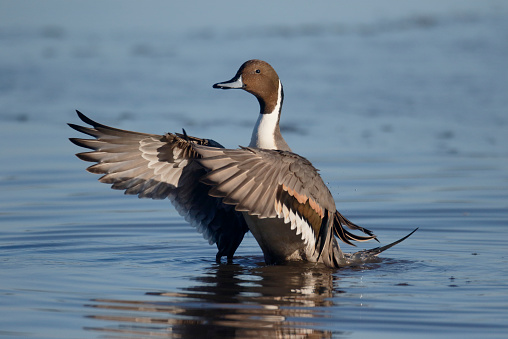 Northern pintail, Anas acuta, single male wing stretching, Gloucestershire, January 2015