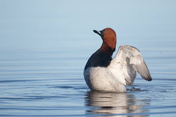 istock Northern pochard, Aythya ferina 465381466