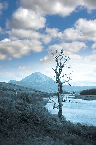 一本の木のドニゴール素晴らしい眺望ブルートーン - republic of ireland mount errigal mountain landscape ストックフォトと画像