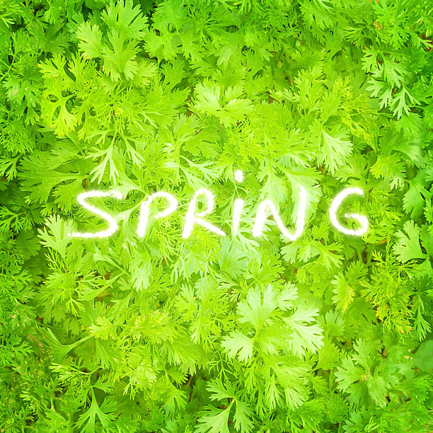 Fresh parsley background