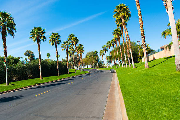 istock Street lined with palm trees and grass 465382610