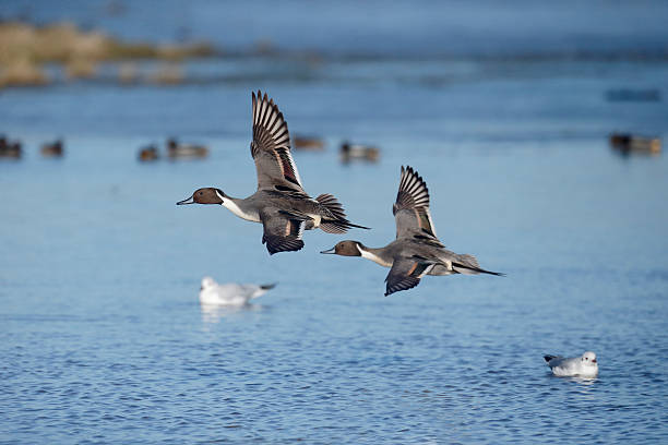 istock Northern pintail, Anas acuta 465383374