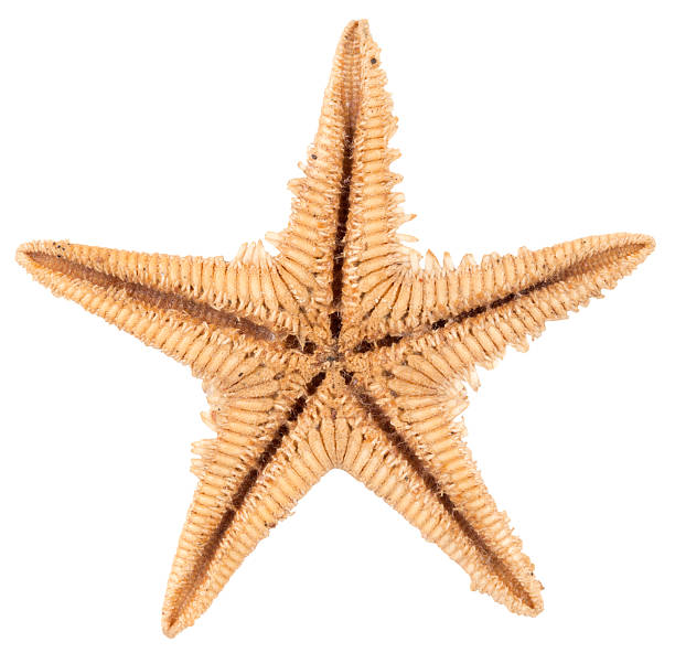 istock orange small coral. isolated on white background. 465383742