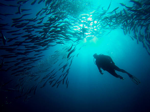 taucher schwimmen über eine school of jacks sipadan borneo - deep sea diving stock-fotos und bilder