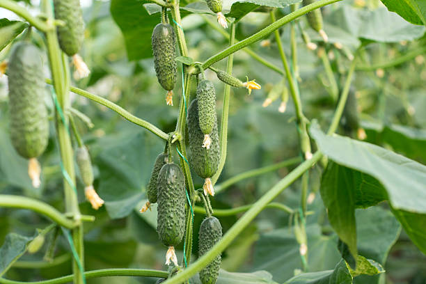 istock Crop of cucumbers 465386744