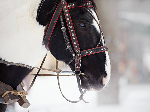 istock Muzzle of a horse in a harness. 465388238