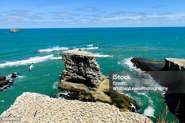 Oceanside Cliffs - Fotografias de stock e mais imagens de Animal - Animal, Animal selvagem, Ao Ar Livre