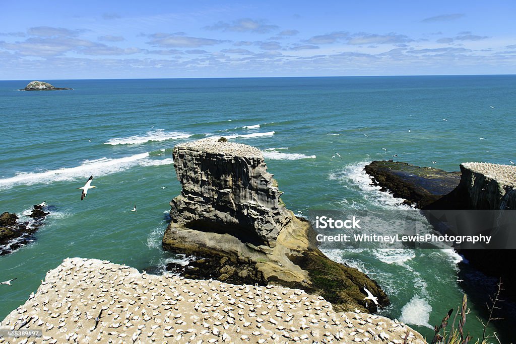 Скалы на берегу океана - Стоковые фото Bethells Beach роялти-фри