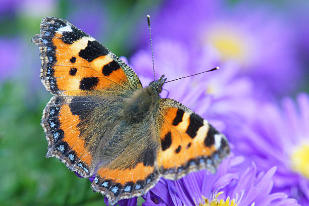 Aglais urticae butterfly Aglais urticea butterfly on michaelmas daisy. small tortoiseshell butterfly stock pictures, royalty-free photos & images