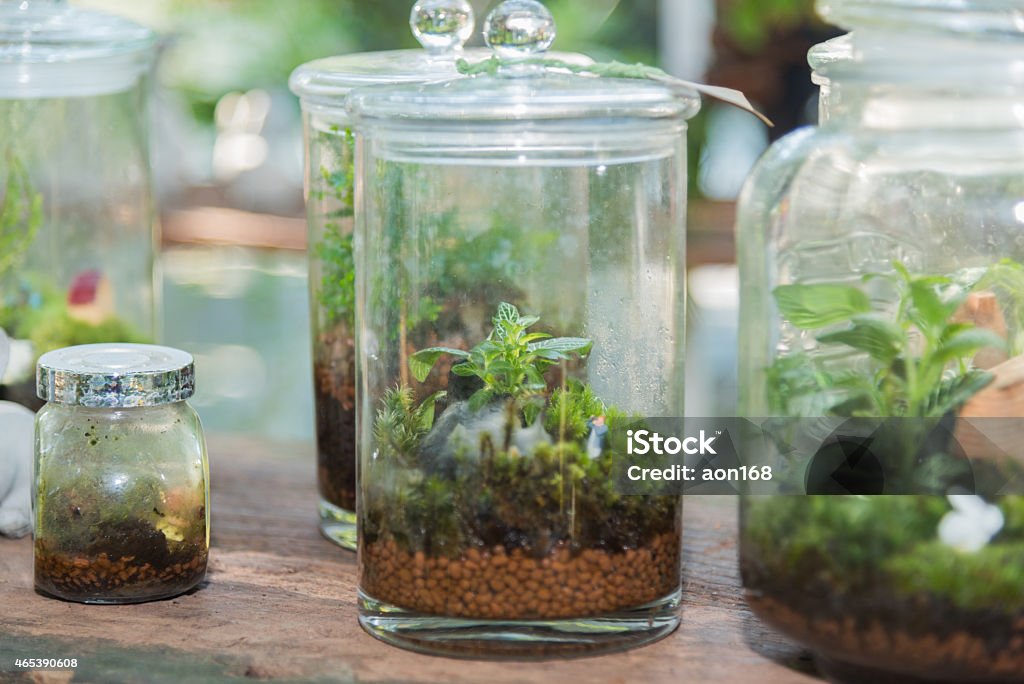 Terrarium, small tree in a bottle small and little plants decorate in glass bottle 2015 Stock Photo