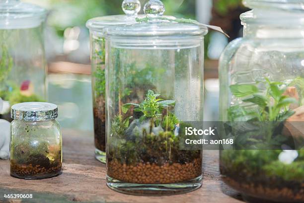 Terrarium Small Tree In A Bottle Stock Photo - Download Image Now - 2015, Cute, Decorating