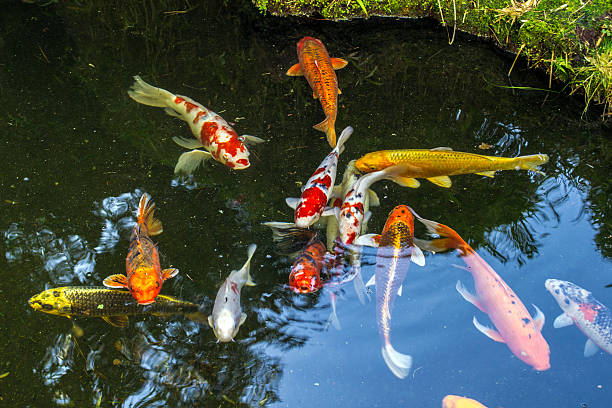 пруд koi рыбы - japanese tea garden стоковые фото и изображения