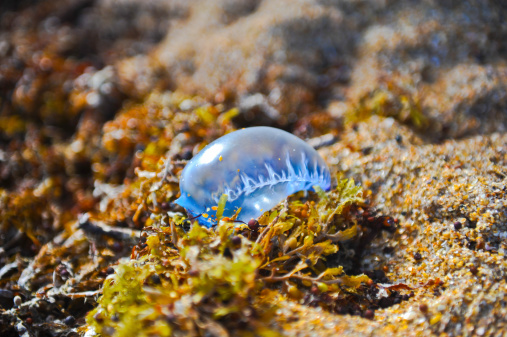 Close up of the poisonous jellyfish on the beach at Canaveral National Seashore, Florida, USA