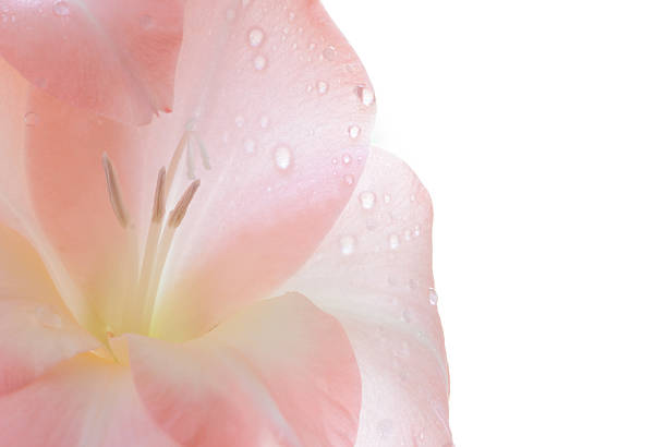 glaiolus pêssego - gladiolus single flower flower tropical climate imagens e fotografias de stock