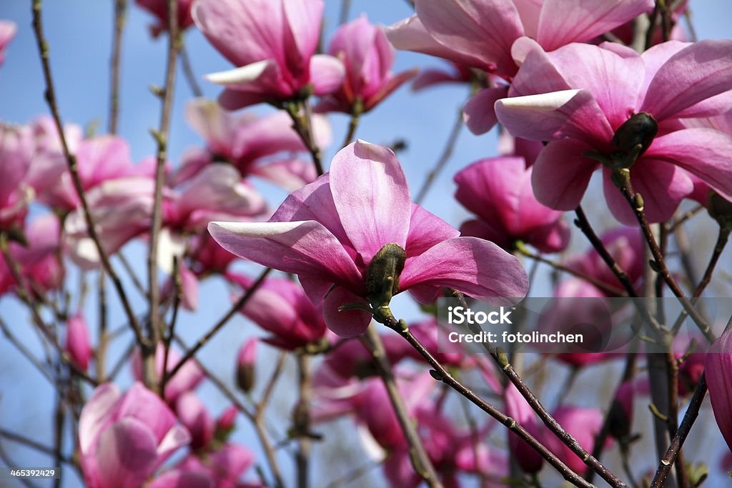 Magnolia-Bäume - Lizenzfrei Ast - Pflanzenbestandteil Stock-Foto