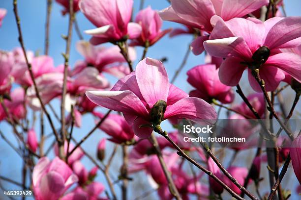 Magnoliabäume Stockfoto und mehr Bilder von Ast - Pflanzenbestandteil - Ast - Pflanzenbestandteil, Baum, Baumblüte