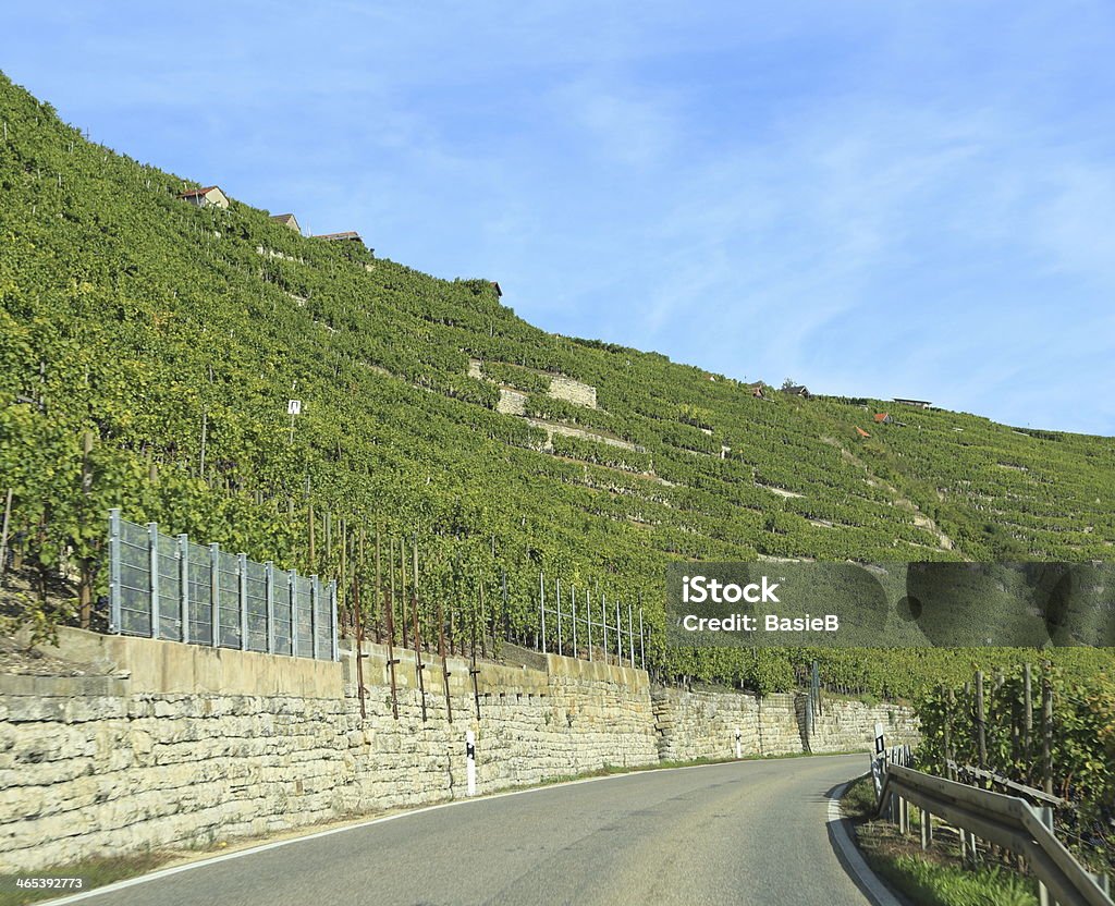 Weinberge - Lizenzfrei Deutschland Stock-Foto