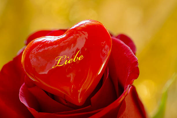 Heart on red rose, love