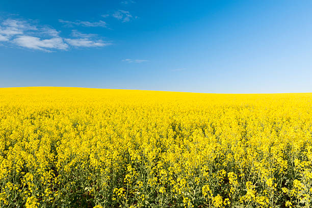 istock Bright yellow golden canola field under a clear blue sky 465392982
