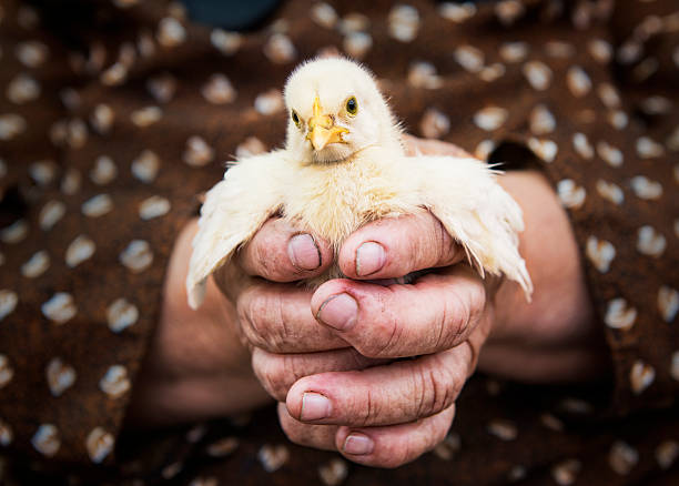 istock old female hands holding small bird 465393137