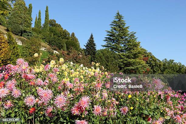 Flowergarden Mit Dahlien Stockfoto und mehr Bilder von Insel Mainau - Insel Mainau, Baum, Blume