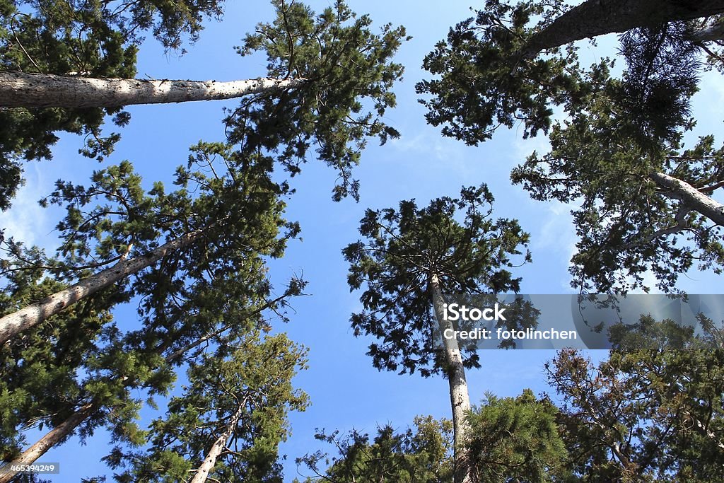 Sequoia park - Lizenzfrei Ast - Pflanzenbestandteil Stock-Foto