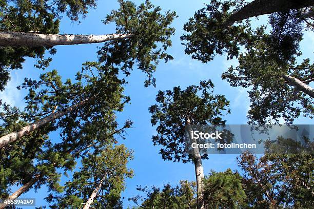 Sequoia Park Stockfoto und mehr Bilder von Ast - Pflanzenbestandteil - Ast - Pflanzenbestandteil, Aufnahme von unten, Baum